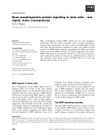 Tài liệu Báo cáo khoa học: Bone morphogenetic protein signaling in stem cells ) one signal, many consequences pptx