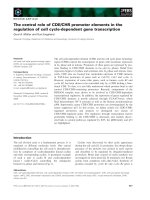Tài liệu Báo cáo khoa học: The central role of CDE/CHR promoter elements in the regulation of cell cycle-dependent gene transcription pdf
