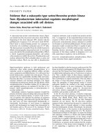 Tài liệu Báo cáo Y học: Evidence that a eukaryotic-type serine/threonine protein kinase from Mycobacterium tuberculosis regulates morphological changes associated with cell division docx