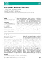 Tài liệu Báo cáo khoa học: Transient DNA ⁄ RNA-protein interactions docx