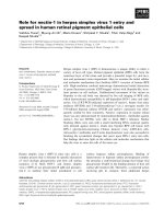 Tài liệu Báo cáo khoa học: Role for nectin-1 in herpes simplex virus 1 entry and spread in human retinal pigment epithelial cells docx