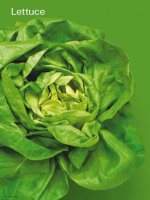 Tài liệu Lettuce - Greenhouse Lettuce doc