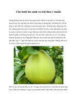 Tài liệu Cho bưởi da xanh ra trái theo ý muốn docx