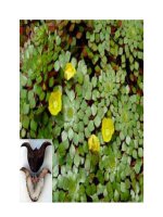 Tài liệu Cây củ ấu - vị thuốc tốt, thực phẩm ngon doc