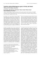 Tài liệu Báo cáo khoa học: Cytokinin oxidase/dehydrogenase genes in barley and wheat docx