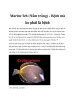 Tài liệu Marine Ich (Nấm trắng) - Bệnh mà ko phải là bệnh potx