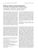 Tài liệu Báo cáo khoa học: Membrane orientation of laminin binding protein An extracellular matrix bridging molecule of Leishmania donovani pdf