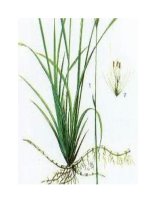 Tài liệu Bạch mao căn, thanh nhiệt, lợi tiểu docx