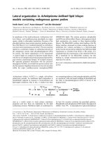 Tài liệu Báo cáo khoa học: Lateral organization in Acholeplasma laidlawii lipid bilayer models containing endogenous pyrene probes ppt
