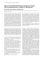 Tài liệu Báo cáo Y học: Human and Drosophila UDP-galactose transporters transport UDP-N-acetylgalactosamine in addition to UDP-galactose doc