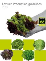 Tài liệu Lettuce Production guidelines 2013 doc