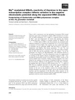 Tài liệu Báo cáo khoa học: Mg2+-modulated KMnO4 reactivity of thymines in the open transcription complex reﬂects variation in the negative electrostatic potential along the separated DNA strands ppt