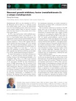 Tài liệu Báo cáo khoa học: Neuronal growth-inhibitory factor (metallothionein-3): a unique metalloprotein ppt