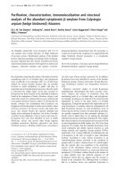 Tài liệu Báo cáo Y học: Puriﬁcation, characterization, immunolocalization and structural analysis of the abundant cytoplasmic b-amylase from Calystegia sepium (hedge bindweed) rhizomes ppt