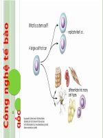 Công nghệ tế bào gốc