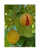 Tài liệu Bài thuốc trị phì đại lành tính tuyến tiền liệt pot