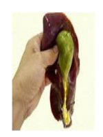 Tài liệu Lưu ý khi sử dụng mật động vật làm thuốc docx