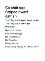 Tài liệu Cá chốt sọc- Striped dwarf catfish pptx