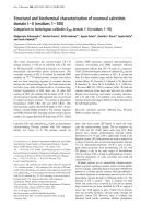 Tài liệu Báo cáo Y học: Structural and biochemical characterization of neuronal calretinin domain I– II (residues 1– 100) Comparison to homologous calbindin D28k domain I–II (residues 1 –93) pdf