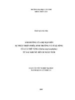 Tài liệu LUẬN VĂN TỐT NGHIỆP: 