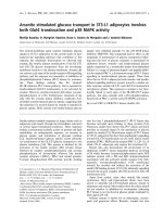 Tài liệu Báo cáo khoa học: Arsenite stimulated glucose transport in 3T3-L1 adipocytes involves both Glut4 translocation and p38 MAPK activity docx