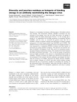 Tài liệu Báo cáo khoa học: Diversity and junction residues as hotspots of binding energy in an antibody neutralizing the dengue virus doc