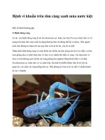 Tài liệu Bệnh vi khuẩn trên tôm càng xanh mùa nước kiệt ppt