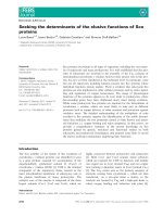 Tài liệu Báo cáo khoa học: Seeking the determinants of the elusive functions of Sco proteins pptx