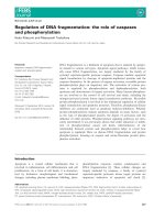 Tài liệu Báo cáo khoa học: Regulation of DNA fragmentation: the role of caspases and phosphorylation doc