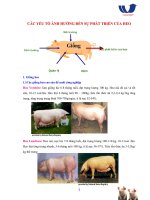 KỸ THUẬT NUÔI HEO