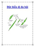 Tài liệu Đột biến dị đa bội pdf