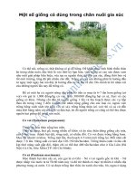 Tài liệu Một số giống cỏ dùng trong chăn nuôi gia súc docx
