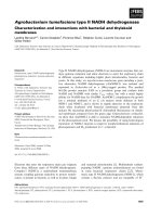 Tài liệu Báo cáo khoa học: Agrobacterium tumefaciens type II NADH dehydrogenase Characterization and interactions with bacterial and thylakoid membranes ppt