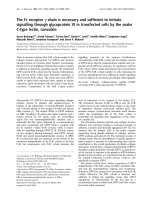Tài liệu Báo cáo Y học: The Fc receptor c-chain is necessary and sufﬁcient to initiate signalling through glycoprotein VI in transfected cells by the snake C-type lectin, convulxin ppt