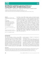 Tài liệu Báo cáo khoa học: Identiﬁcation of Ewing’s sarcoma protein as a G-quadruplex DNA- and RNA-binding protein ppt