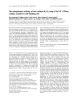 Tài liệu Báo cáo khoa học: The phosphatase activity of the isolated H4-H5 loop of Na+/K+ ATPase resides outside its ATP binding site docx