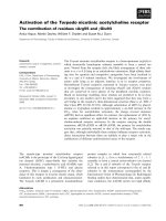 Tài liệu Báo cáo khoa học: Activation of the Torpedo nicotinic acetylcholine receptor The contribution of residues aArg55 and cGlu93 ppt