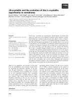 Tài liệu Báo cáo khoa học: cN-crystallin and the evolution of the bc-crystallin superfamily in vertebrates pdf
