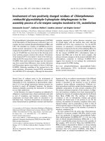 Tài liệu Báo cáo khoa học: Involvement of two positively charged residues of Chlamydomonas reinhardtii glyceraldehyde-3-phosphate dehydrogenase in the assembly process of a bi-enzyme complex involved in CO2 assimilation doc