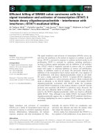 Tài liệu Báo cáo khoa học: Efﬁcient killing of SW480 colon carcinoma cells by a signal transducer and activator of transcription (STAT) 3 hairpin decoy oligodeoxynucleotide – interference with interferon-c-STAT1-mediated killing pdf