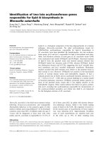 Tài liệu Báo cáo khoa học: Identiﬁcation of two late acyltransferase genes responsible for lipid A biosynthesis in Moraxella catarrhalis doc