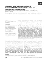Tài liệu Báo cáo khoa học: Modulation of the enzymatic efﬁciency of ferredoxin-NADP(H) reductase by the amino acid volume around the catalytic site pptx