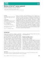 Tài liệu Báo cáo khoa học: Motion of the Ca2+ -pump captured ppt