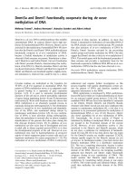 Tài liệu Báo cáo Y học: Dnmt3a and Dnmt1 functionally cooperate during de novo methylation of DNA pdf