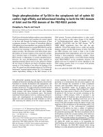 Tài liệu Báo cáo khoa học: Single phosphorylation of Tyr304 in the cytoplasmic tail of ephrin B2 confers high-afﬁnity and bifunctional binding to both the SH2 domain of Grb4 and the PDZ domain of the PDZ-RGS3 protein ppt