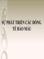 Tài liệu SỰ PHÁT TRIỂN CÁC DÒNG TẾ BÀO MÁU docx