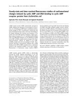 Tài liệu Báo cáo khoa học: Steady-state and time-resolved ﬂuorescence studies of conformational changes induced by cyclic AMP and DNA binding to cyclic AMP receptor protein from Escherichia coli ppt