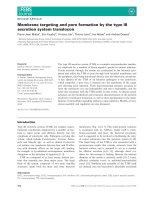 Tài liệu Báo cáo khoa học: Membrane targeting and pore formation by the type III secretion system translocon pdf