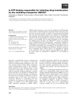 Tài liệu Báo cáo khoa học: Is ATP binding responsible for initiating drug translocation by the multidrug transporter ABCG2? docx
