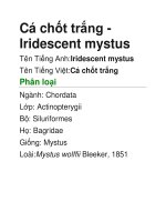 Tài liệu Cá chốt trắng-Iridescent mystus pdf